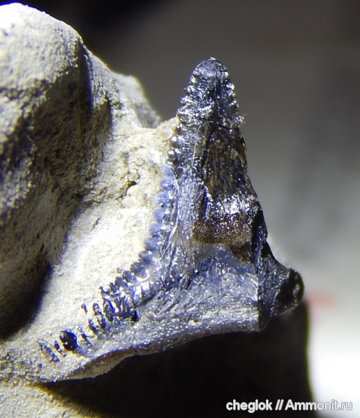 нижний карбон, Калужская область, Carcharopsis, зубы рыб, кархаропсис, карьер борщевский