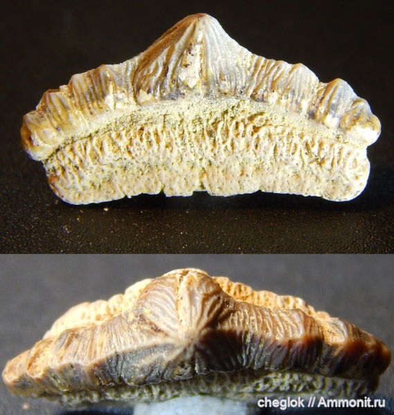 мел, сеноман, зубы акул, Polyacrodus, Варавино