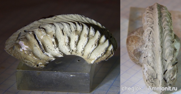 аммониты, юра, Cardioceras, Пирочи