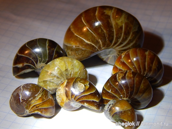 мел, наутилусы, Мадагаскар, Cymatoceras
