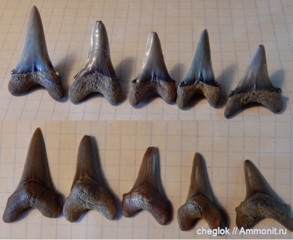 мел, сеноман, зубы акул, Cretoxyrhina, Пудовкино
