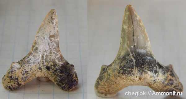 Саратов, сеноман, зубы акул, Lamniformes, Буданова гора