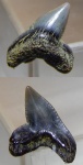 коракс с Будановой