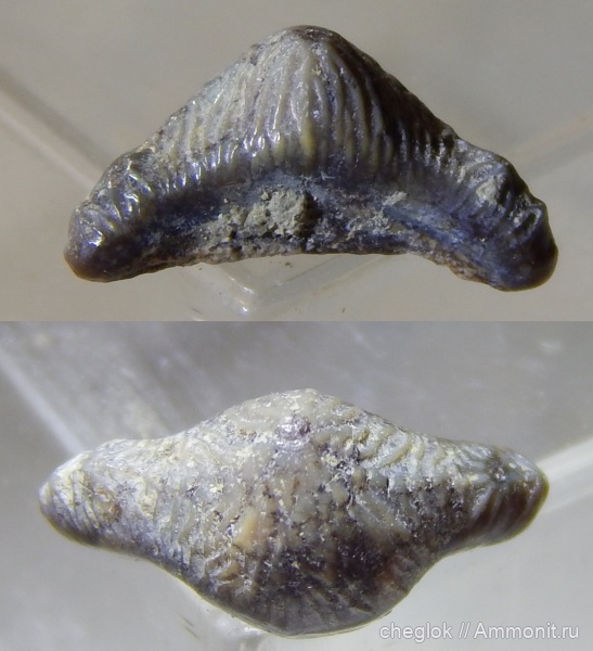 мел, сеноман, зубы акул, Polyacrodus, Варавинский овраг