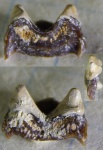 Diclitodus из Заборья