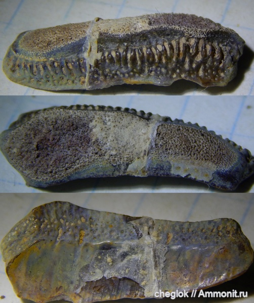 нижний карбон, зубы акул, Oxytomodus, Заборье