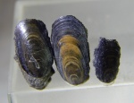 юрские Lingula
