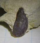 сандалодус (?) из Пирочей