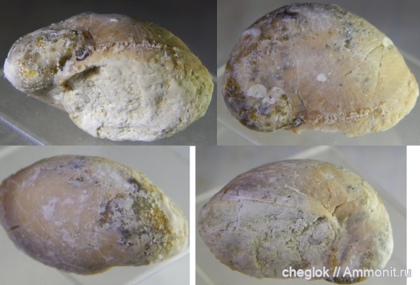 брюхоногие моллюски, Platyceras, средний карбон, Пирочи