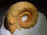 Temnocheiloides acanthicus