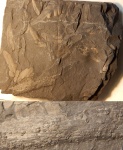 Microconchida на стволиках Neuropteris