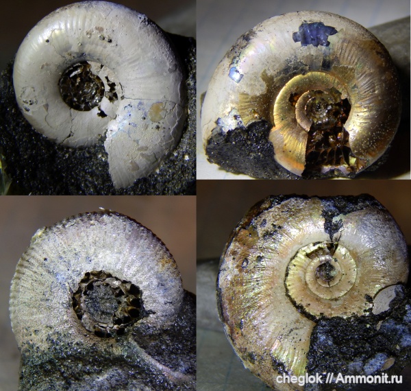 аммониты, юра, головоногие моллюски, Kachpurites fulgens, Филевский парк, волжский век, Craspedites fragilis