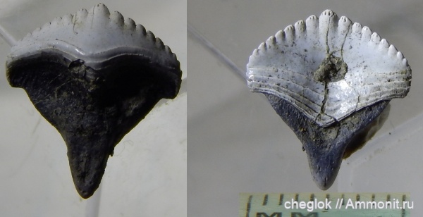 нижний карбон, зубы акул, Борщевский карьер, Ctenoptychius