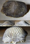 Ptychodus deccurens