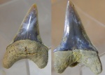 Paranomotodon ?