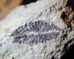 Phyllograptus typus из Ленинградской области
