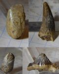 лингула со товарищи