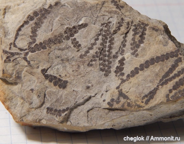 силур, водоросли, Эстония, Leveillites hartnageli