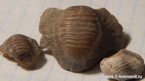 мел, сеноман, зубы акул, Ptychodus, Варавино, Hybodontiformes