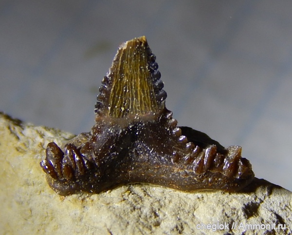 нижний карбон, зубы акул, Carcharopsis, Заборье, кархаропсис