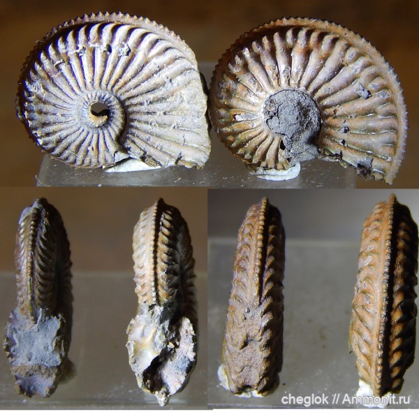 аммониты, юра, Amoeboceras, Капотня, оксфордский ярус, Amoeboceras regulare