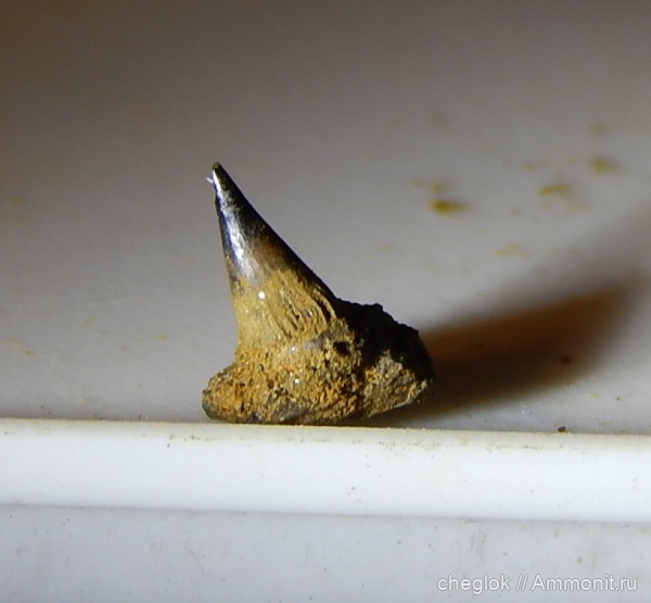 юра, позвоночные, волжский ярус, Филевский парк, зубы рыб, зона Garniericeras catenulatum