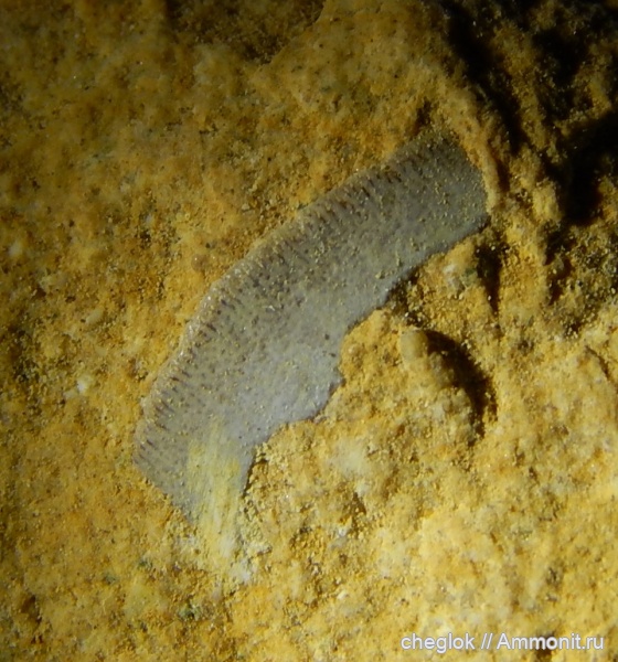 Русавкино, верхний карбон, Petalodontiformes, зубы рыб