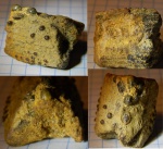 Asteracanthus из Гжели