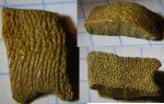 и снова Asteracanthus