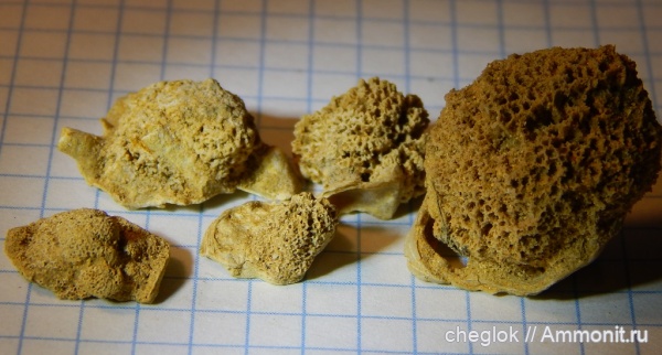 юра, губки, Гжель, двустворчатые моллюски, келловей, Nanogyra, обрастание