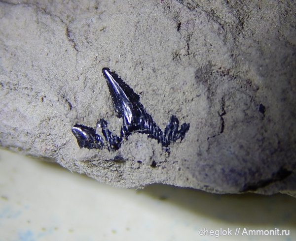 позвоночные, нижний карбон, зубы акул, Cladodus, Ctenacanthiformes, Борщевский