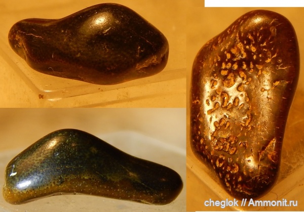 юра, Гжель, келловей, зубы акул, Asteracanthus