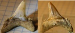 Hispidaspis с Эмбы