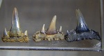 Paraorthacodus из Александровки