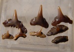 Synechodus и Protoscyliorhinus  в подарок