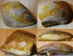 Psephodus 3 см