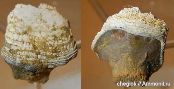рыбы, нижний карбон, Petalodontiformes, зубы рыб, Tanaodus, Зудна