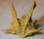 Cheirothyris aculeata