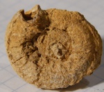 кругленькая