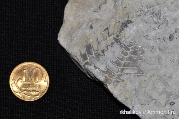 трилобиты, ордовик, Эстония, toxochasmops, Pterygometopidae, Ordovician