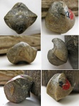 Cyrtospirifer murchisonianus Koninck