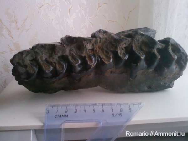 зубы, носороги, teeth