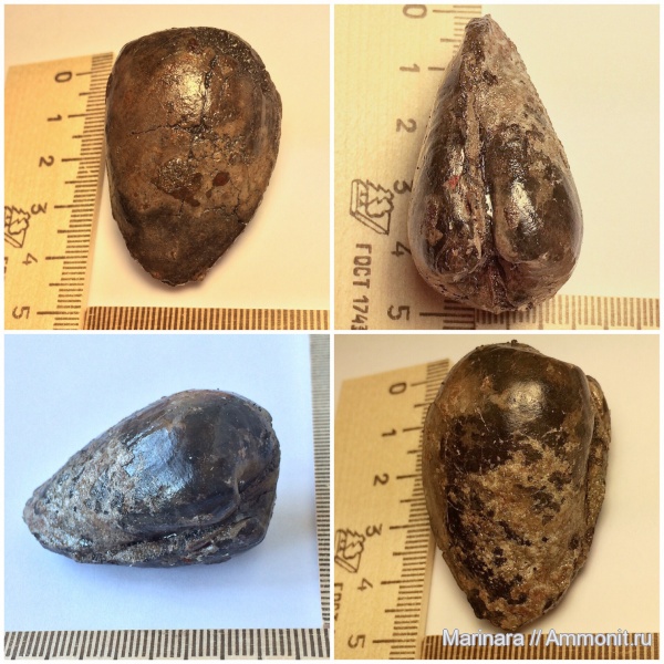 двустворчатые моллюски, Gresslya
