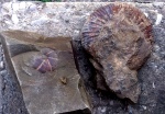 Аммониты: мне кажется первый из семейства Phyllocerotidae, а второй Parkinsonia