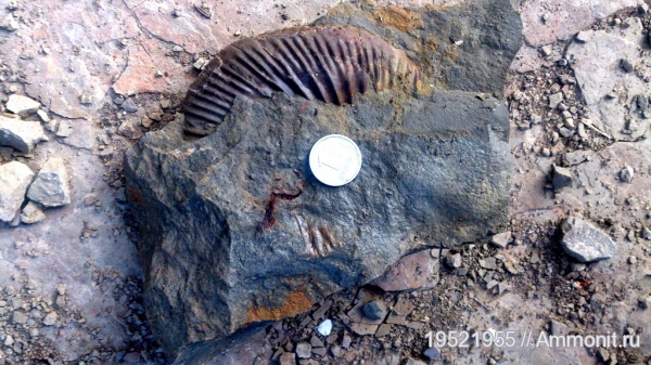 Parkinsonia