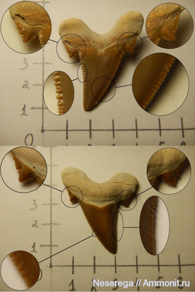 акулы, зубы акул, Мангышлак, Otodus, Otodus poseidoni, shark teeth, sharks