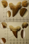 Зуб Otodus poseidoni