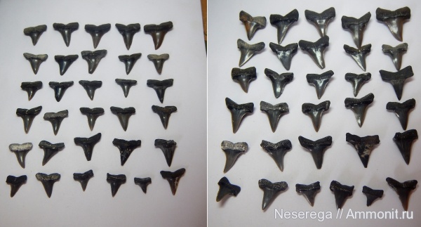 акулы, Казахстан, зубы акул, Мангышлак, бартон, Isurus, Macrorhizodus, Усак, Macrorhizodus americanus, shark teeth, sharks