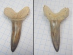 Зуб акулы Striatolamia macrota