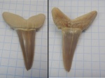 Зуб акулы Striatolamia macrota